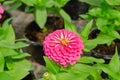 Close upÃ¢â¬â¹ ofÃ¢â¬â¹ pink Zinnia flower in flower pot